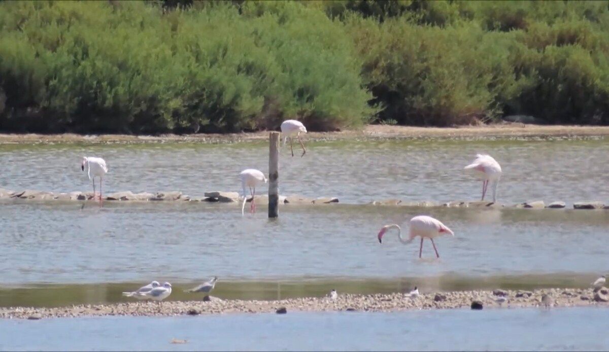 Flamingos in the Santa Pola salt flats